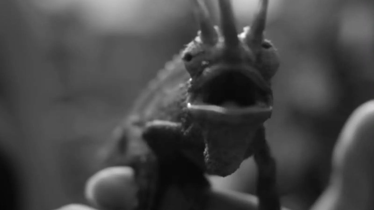 High-contrast black and white