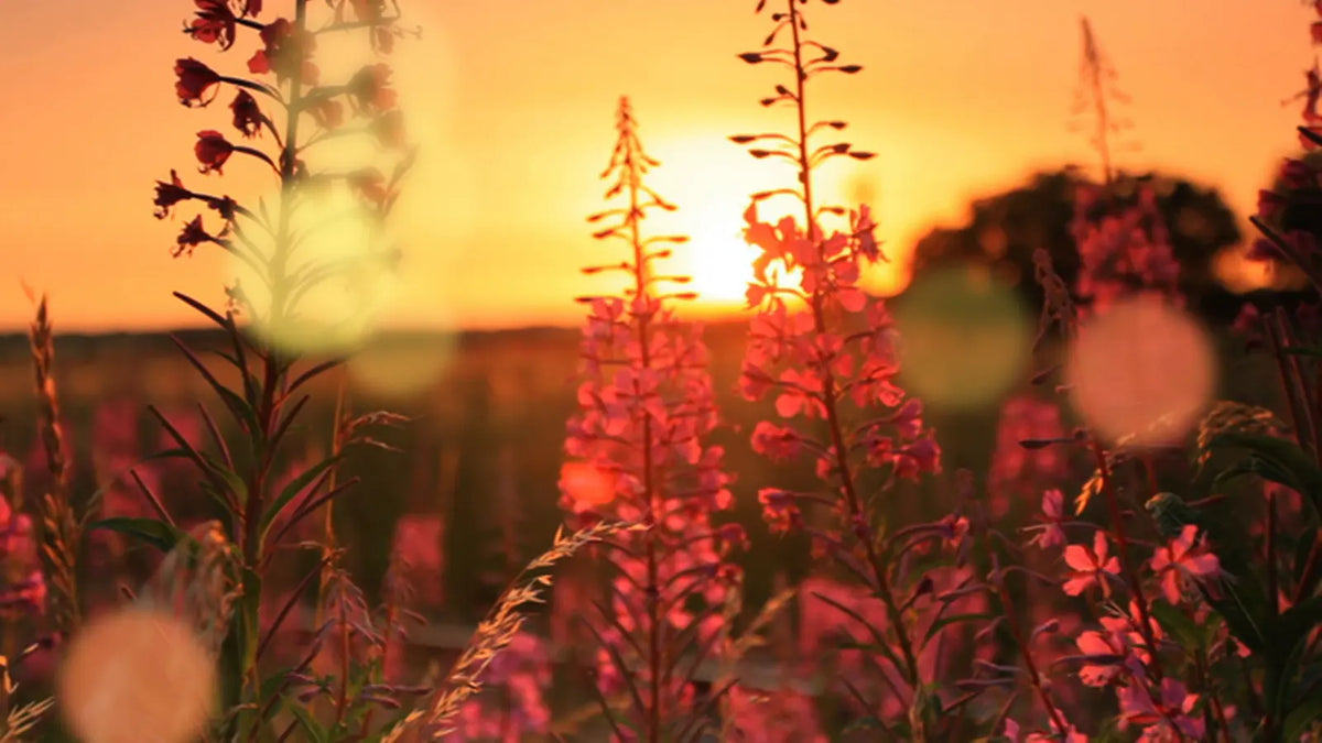Bokeh over a sunset meadow