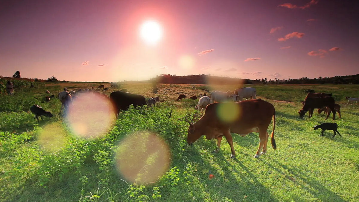 Soft bokeh on a pasture