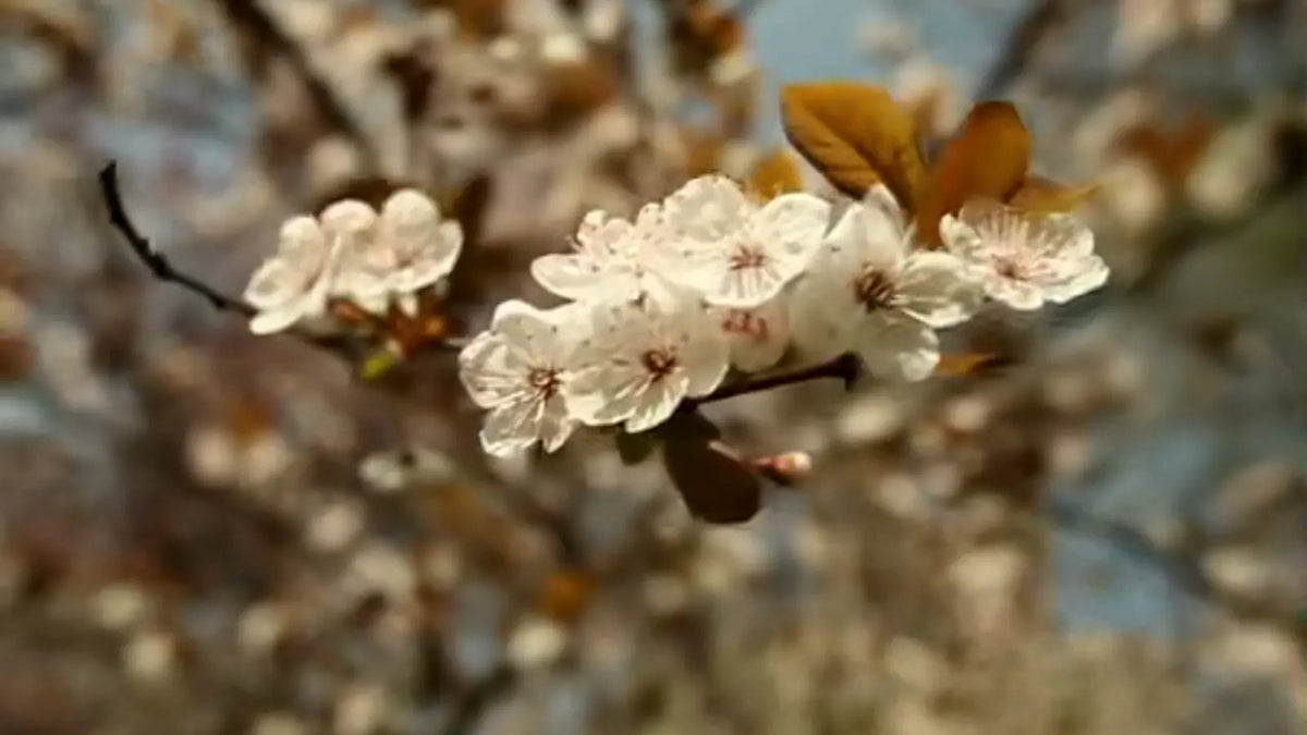 Blossoms with fine film grain