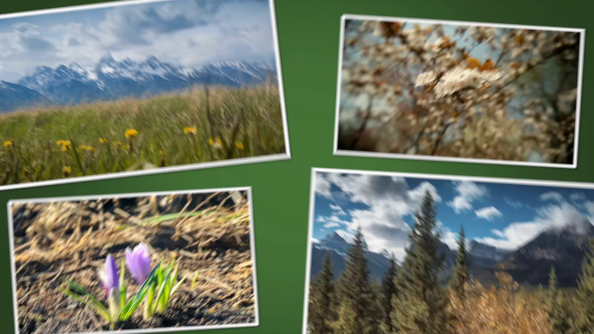 Three photos on a green background