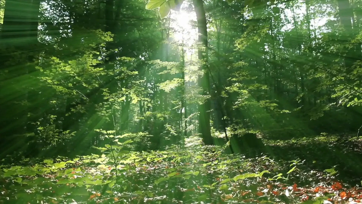 Forest light rays