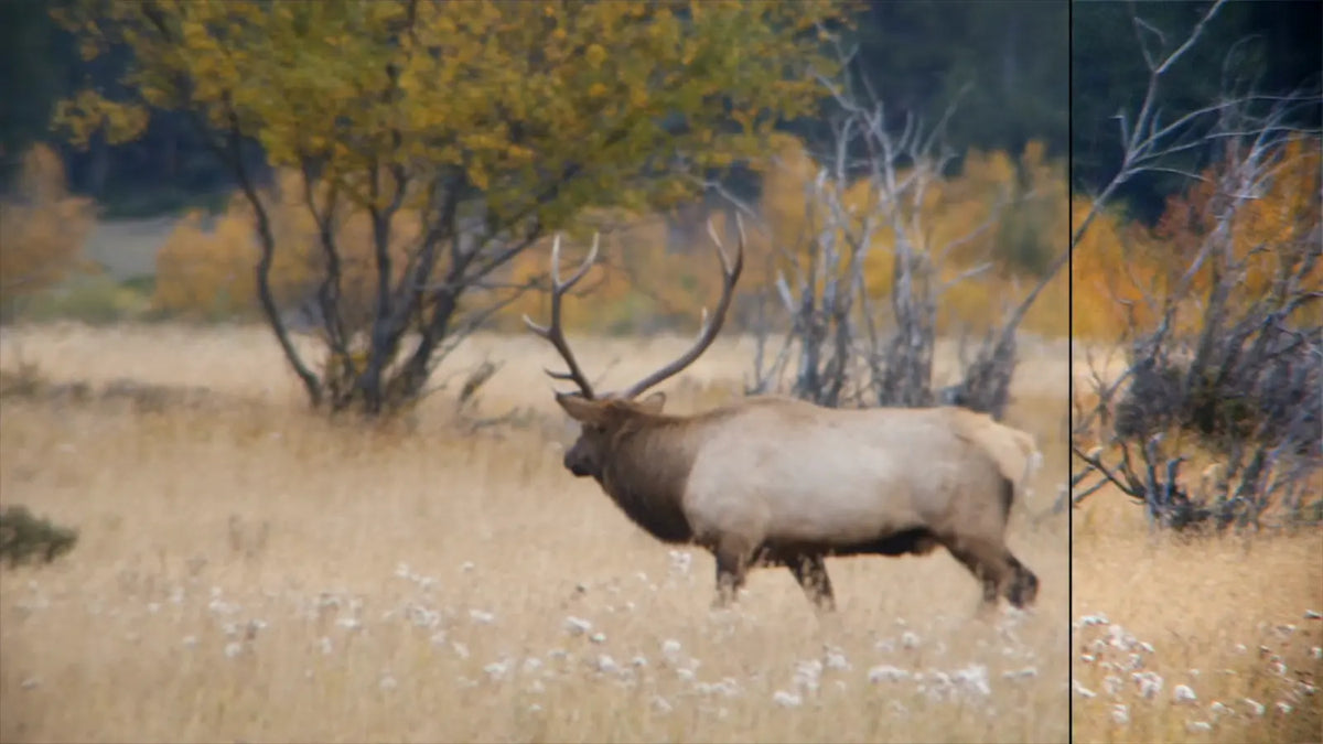 Before and after: elk in a field