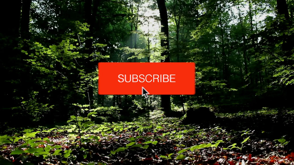 Animated subscribe button
