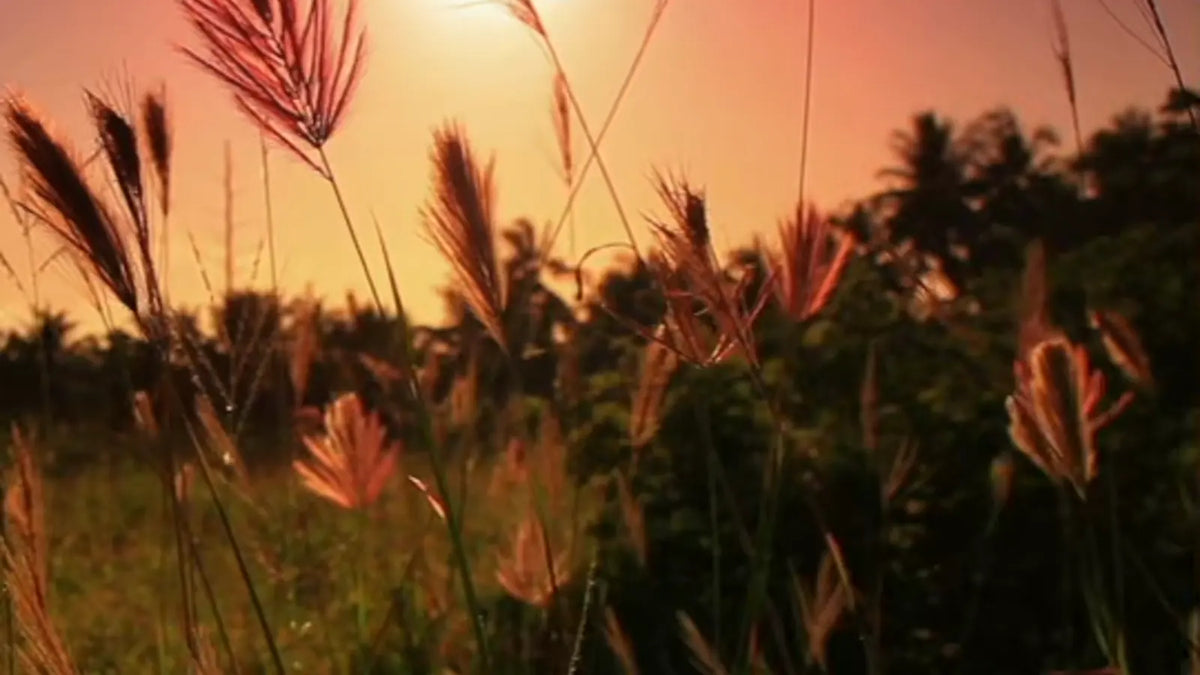 Warm flare over grass