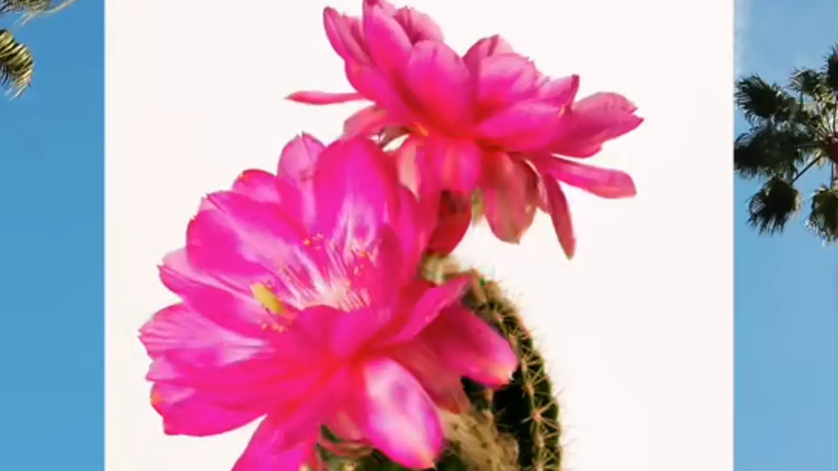 Animated picture with a border