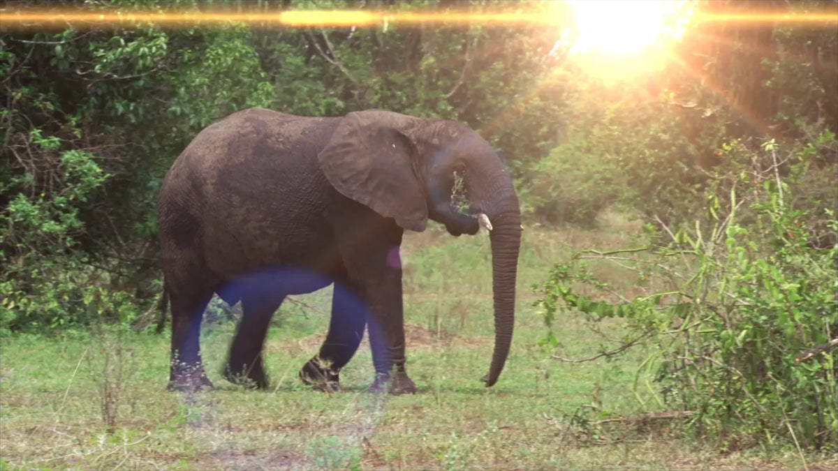Sun flare over an elephant