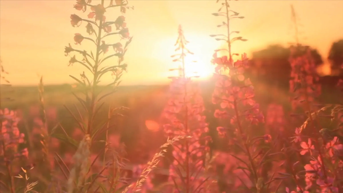 Sunset light rays