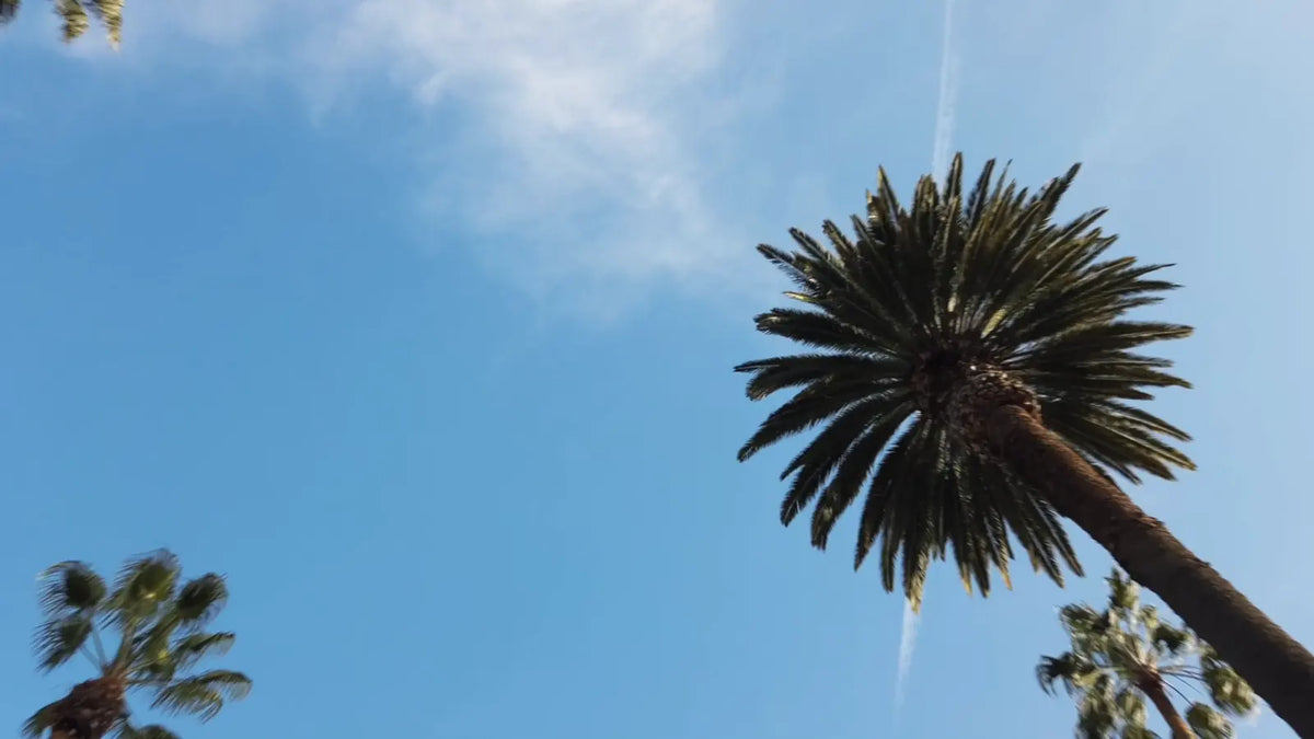 Spinning shift on a palm tree
