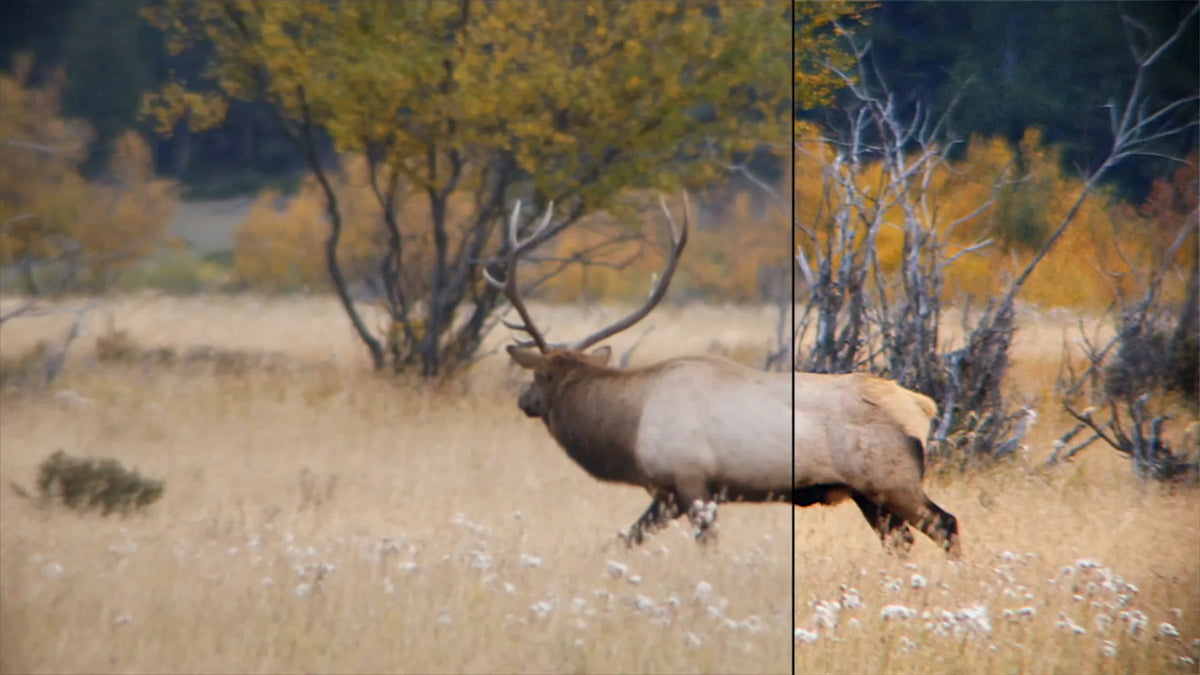 Split view: elk