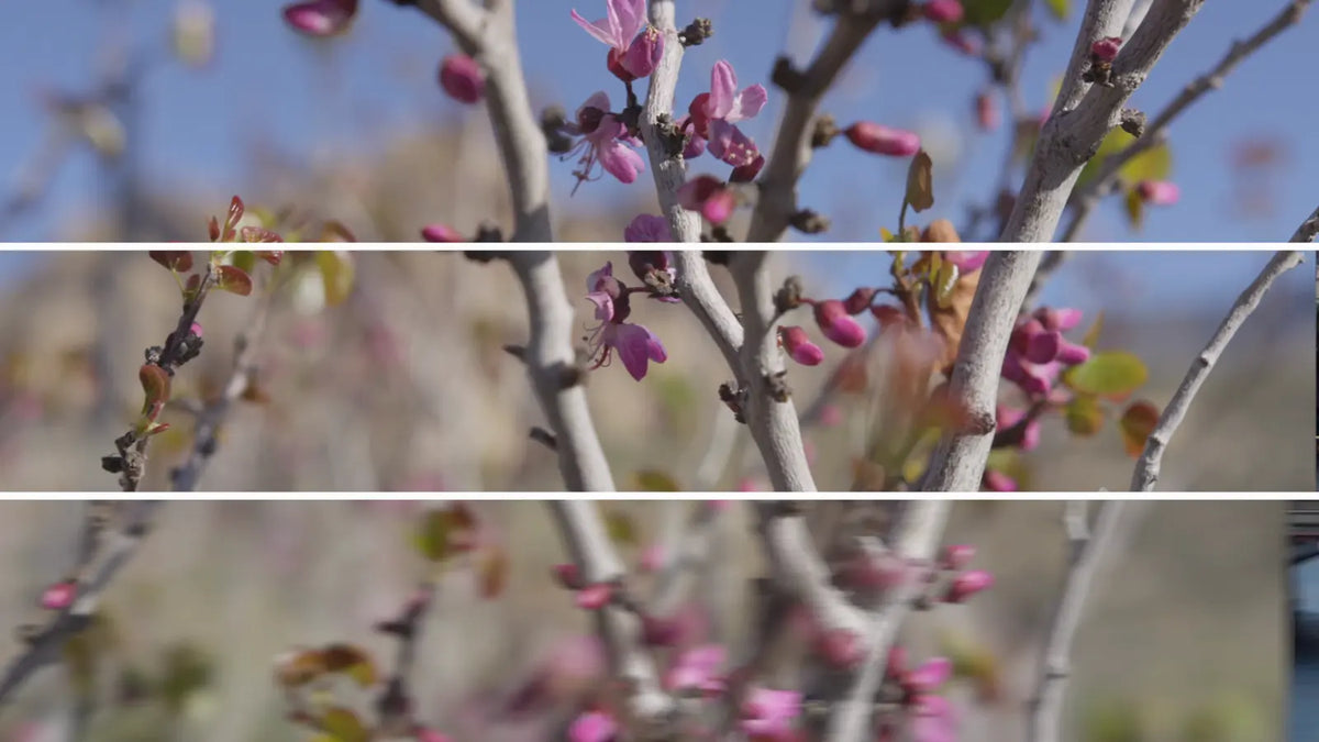 Horizontal strips over blossoms
