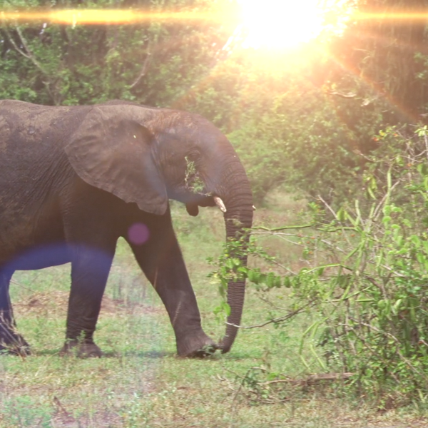 Lens Flare Plugin